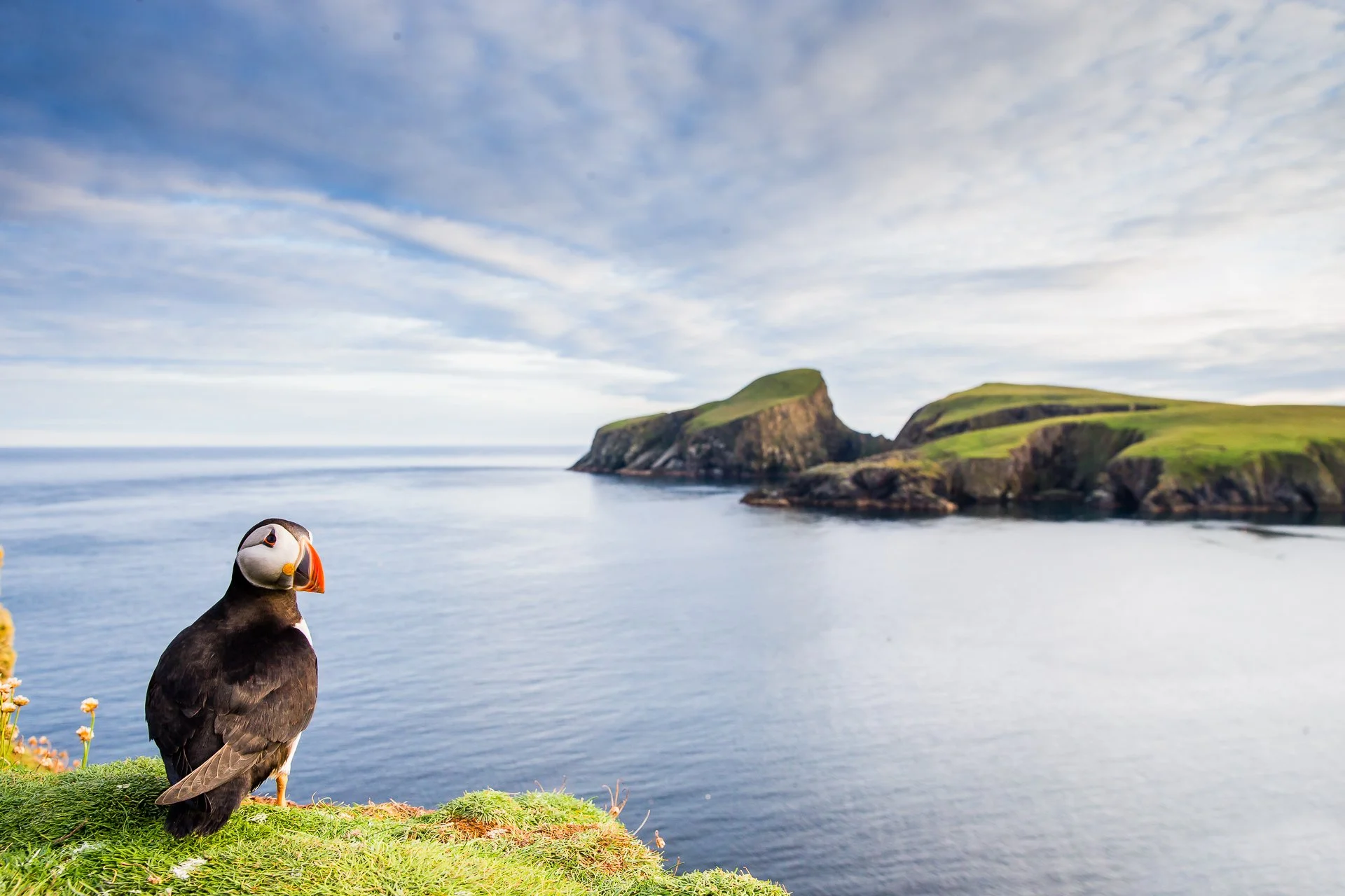 Best Places to See Puffins 2026: Iceland, Scotland Guide – AukCliff®